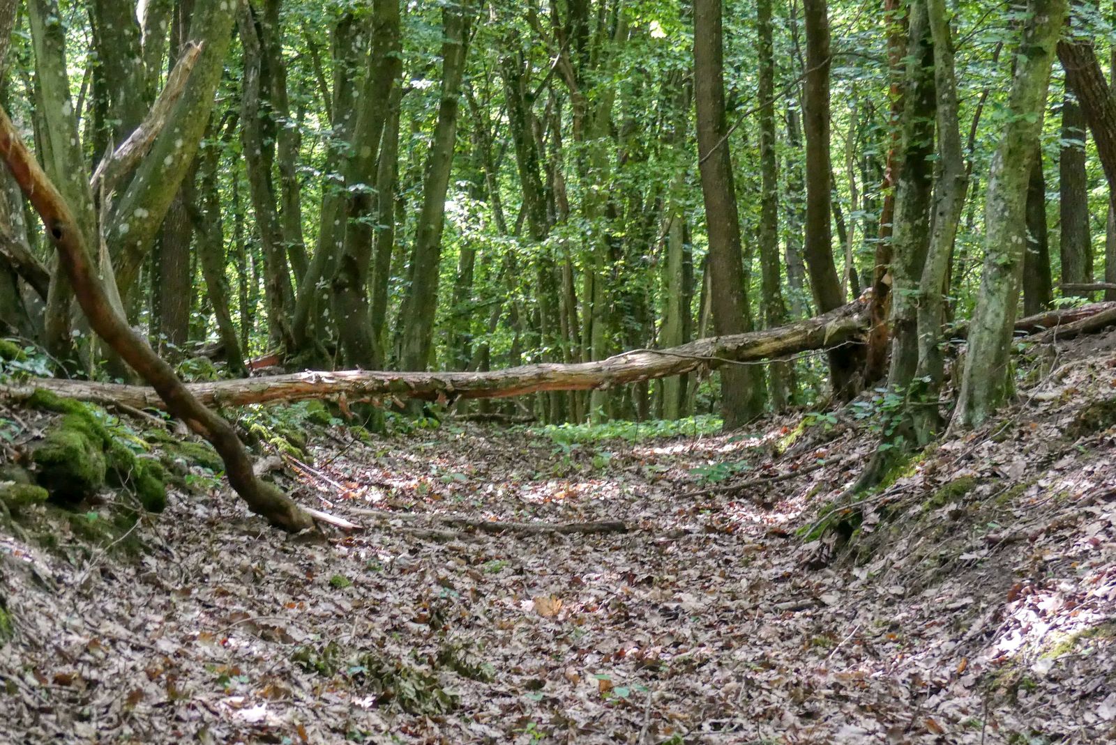 Abenteuerliche Wanderung zur Ruine Schimmelsprung Abenteuerliche Wanderung zur Ruine Schimmelsprung