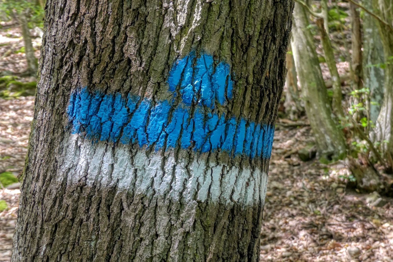 Abenteuerliche Wanderung zur Ruine Schimmelsprung Abenteuerliche Wanderung zur Ruine Schimmelsprung