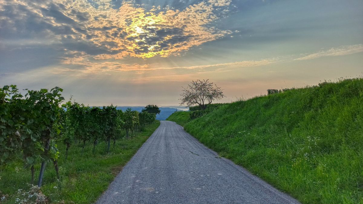 Der Weinberg-Rundwanderweg in Krems-Hollenburg
