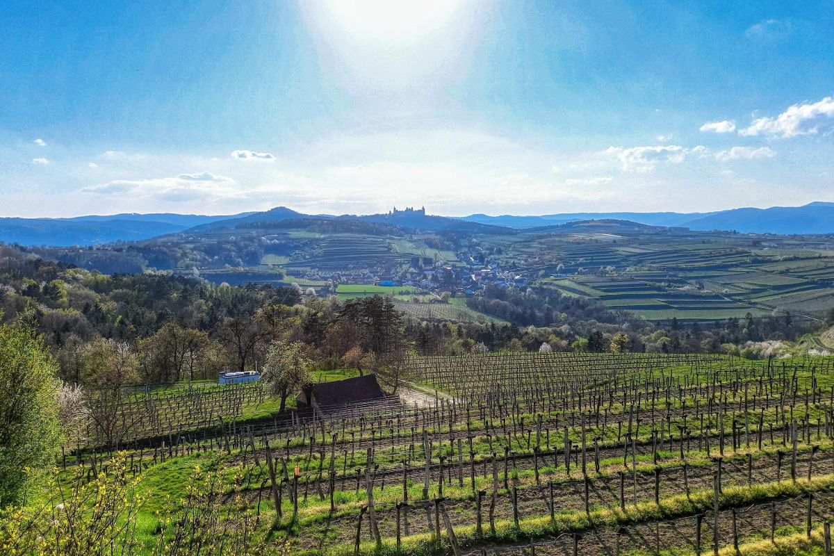 Krustettner Weinrieden Wanderwege: Glockenberg