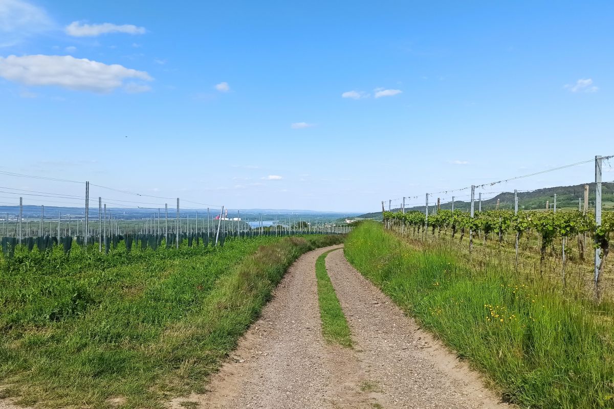 Krustettner Weinrieden Wanderwege: Goldbühel
