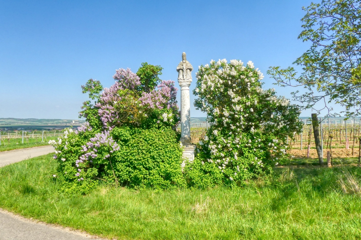 Weinwanderweg Maissau