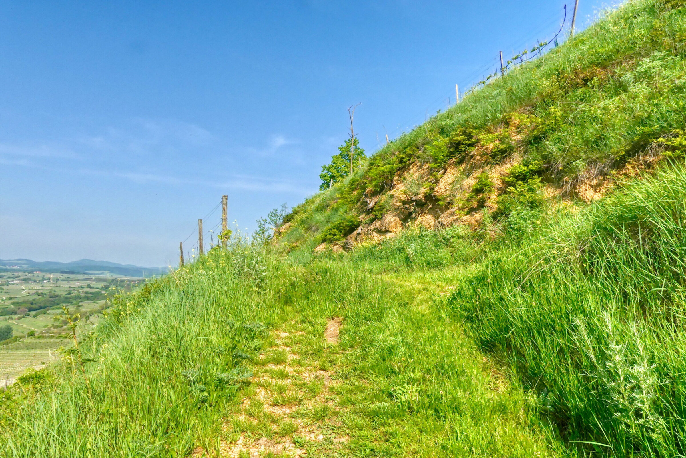 Über den Dr.-Lenz-Moser-Weg zum Heinz-Conrads-Tor und über den Hauersteig zurück