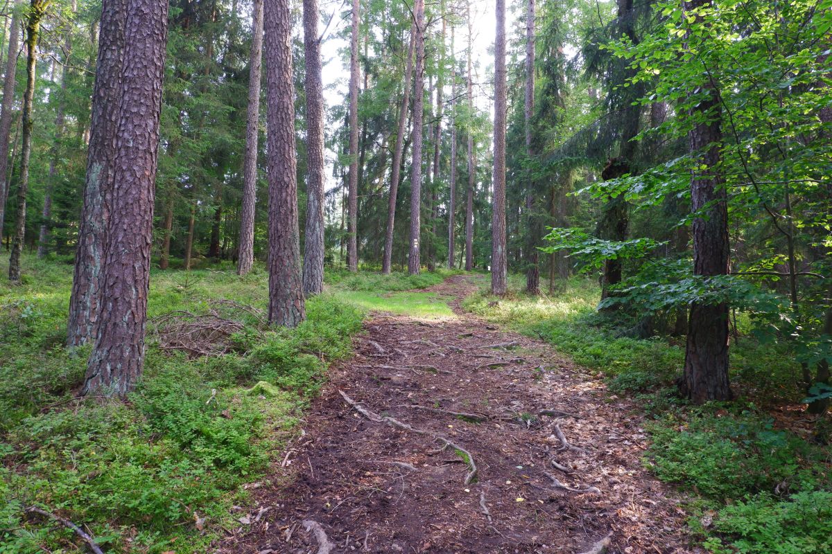 P3 - Steinbühl P3 - Steinbühl