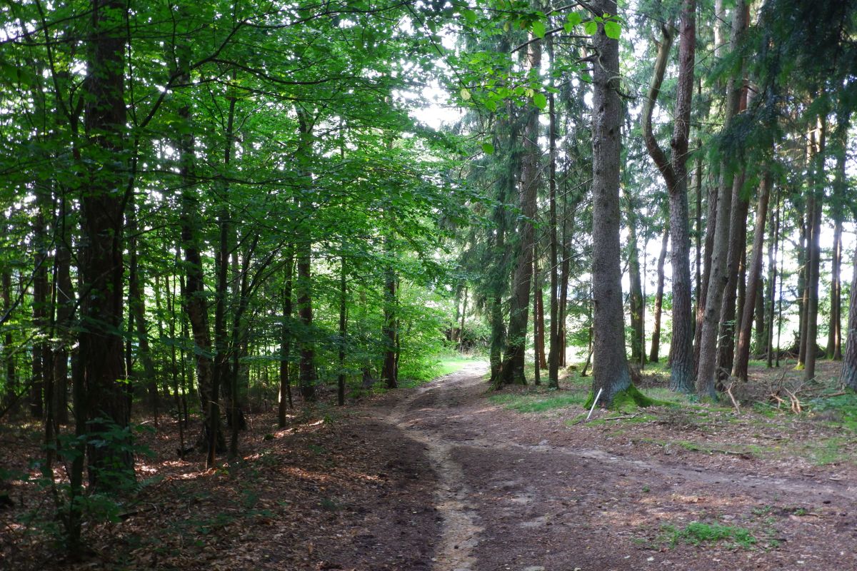 P3 - Steinbühl P3 - Steinbühl