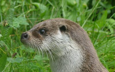 Der Natur auf der Spur