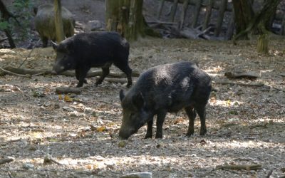 Purkersdorf: Mit allen Sinnen Natur erleben
