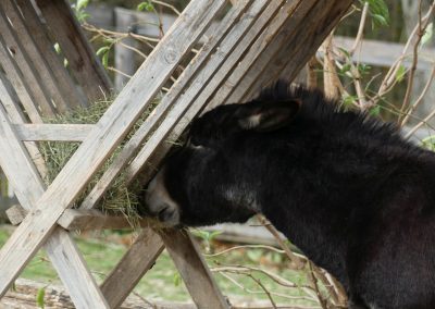 Unterwegs in Niederösterreichs größtem Freilichtmuseum