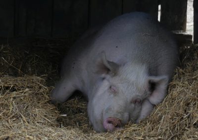 Unterwegs in Niederösterreichs größtem Freilichtmuseum