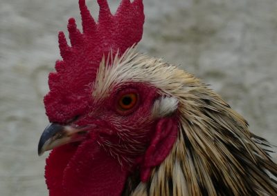 Unterwegs in Niederösterreichs größtem Freilichtmuseum