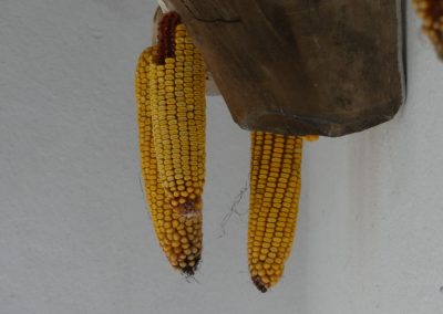 Unterwegs in Niederösterreichs größtem Freilichtmuseum
