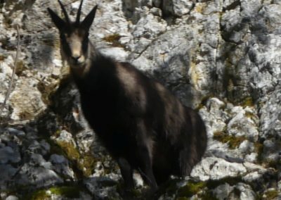 schwarzau17
