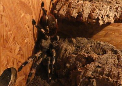 Vogelspinne