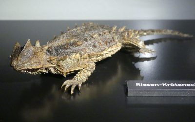 “Stechen. Kratzen. Beißen.” Neue Ausstellung im “Haus für Natur”