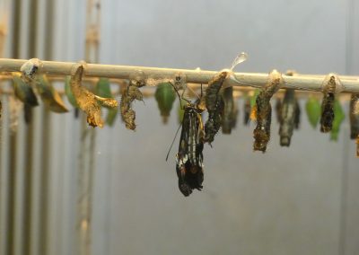 Das Schmetterlingshaus in Wien - schön, aber (zu) klein