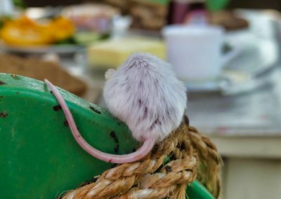 Mecklenburger Tierparkkultur