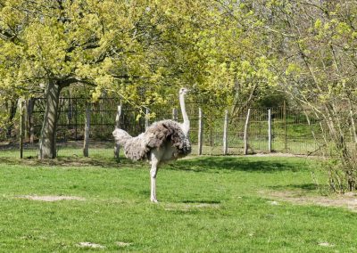 Mecklenburger Tierparkkultur