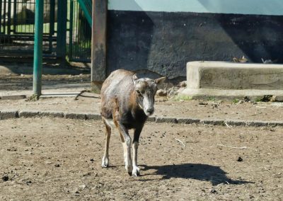 Mecklenburger Tierparkkultur