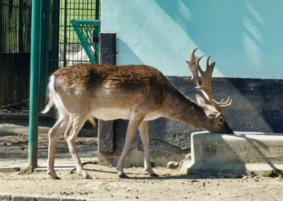 Mecklenburger Tierparkkultur