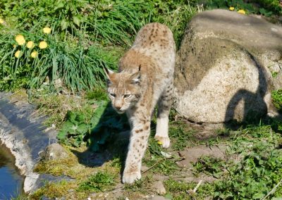 Mecklenburger Tierparkkultur