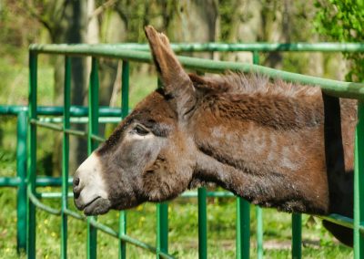 Mecklenburger Tierparkkultur