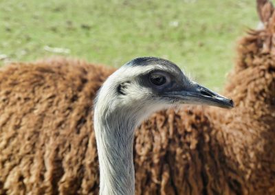 Mecklenburger Tierparkkultur