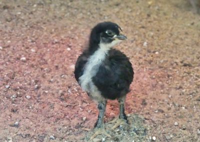 Mecklenburger Tierparkkultur