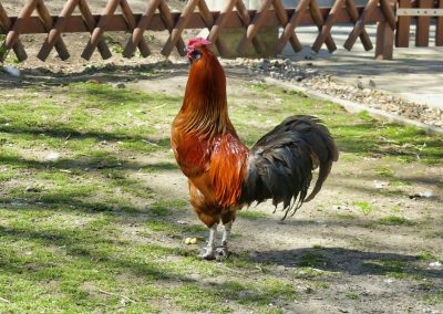 Mecklenburger Tierparkkultur