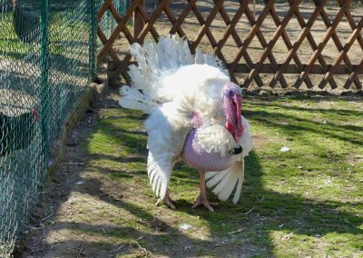 Mecklenburger Tierparkkultur