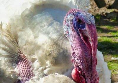 Mecklenburger Tierparkkultur