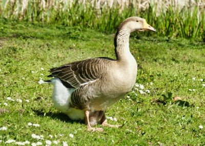 Mecklenburger Tierparkkultur