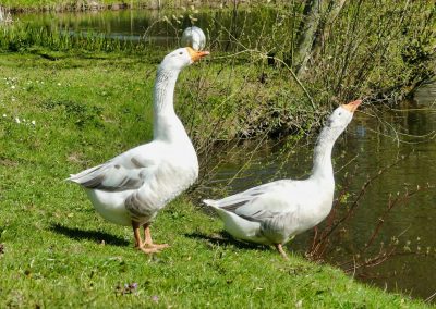 Mecklenburger Tierparkkultur
