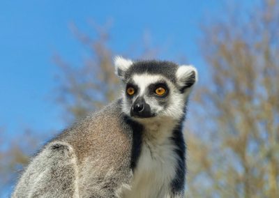 Mecklenburger Tierparkkultur