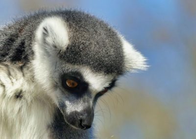 Mecklenburger Tierparkkultur