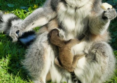 Mecklenburger Tierparkkultur