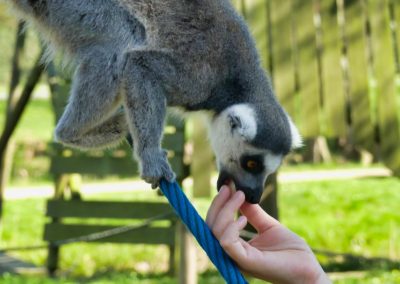 Mecklenburger Tierparkkultur