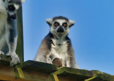 Mecklenburger Tierparkkultur