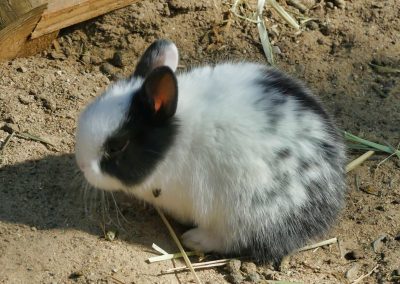 Mecklenburger Tierparkkultur