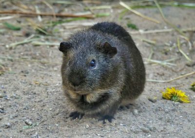 Mecklenburger Tierparkkultur
