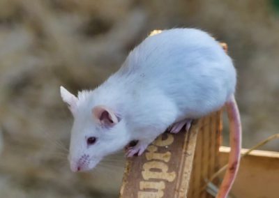 Mecklenburger Tierparkkultur