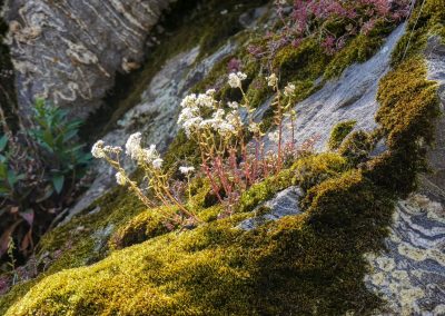 Abenteuerliche Wanderung zur Ruine Schimmelsprung