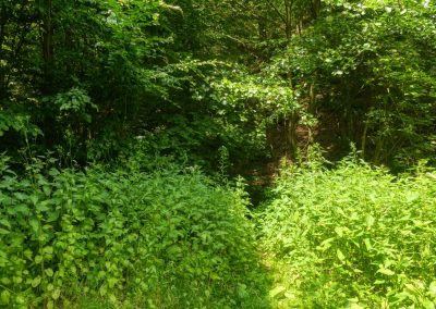 Abenteuerliche Wanderung zur Ruine Schimmelsprung