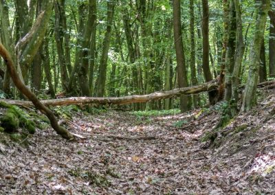 Abenteuerliche Wanderung zur Ruine Schimmelsprung