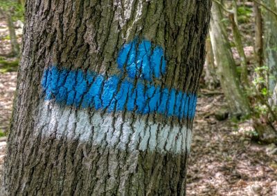 Abenteuerliche Wanderung zur Ruine Schimmelsprung