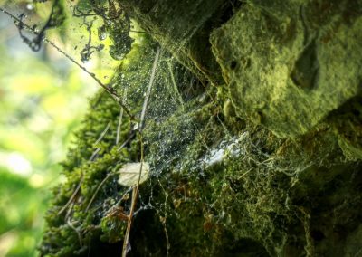 Abenteuerliche Wanderung zur Ruine Schimmelsprung