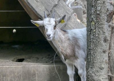 Eine der letzten Köhlereien Deutschlands