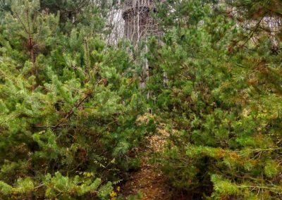 "tut gut" Wanderweg Grafenegg - Route 4: Zum fünfeckigen Stein