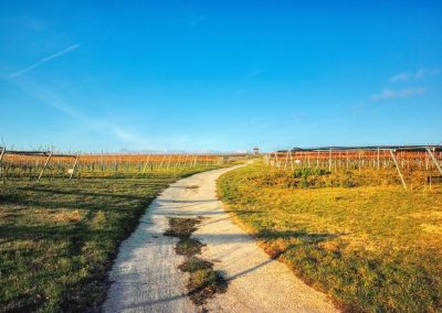 "tut gut" Wanderweg Fels am Wagram - Route 2: Über den Hammergraben zur Felser Warte