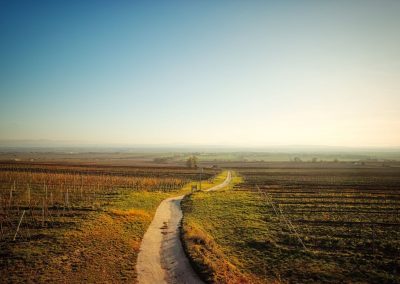 "tut gut" Wanderweg Fels am Wagram - Route 2: Über den Hammergraben zur Felser Warte