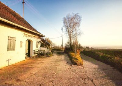 "tut gut" Wanderweg Fels am Wagram - Route 2: Über den Hammergraben zur Felser Warte